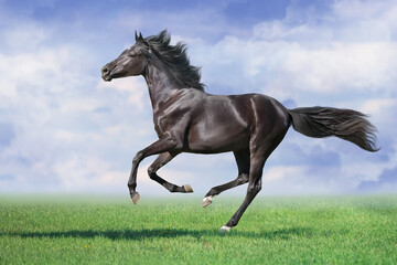 Black Horse run gallop on spring green meadow