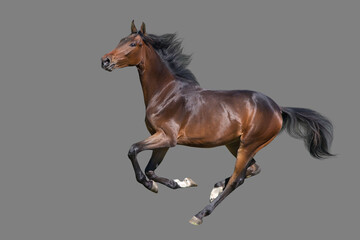 Bay  Horse run gallop isolated on grey background