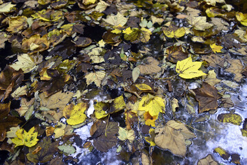 Obraz na płótnie Canvas Old fallen leaves float in the water.Beautiful autumn landscape. 