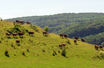 a herd of cows on a hill