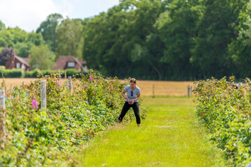 Obraz premium Young female picking fresh farm raspberries in field in Sevenoaks, Kent