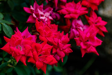 Reddish Pink Flowers