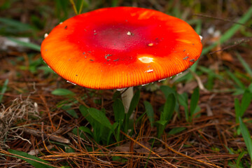 Amanita Muscaria. Red poisonous Fly Agaric mushroom in forest 