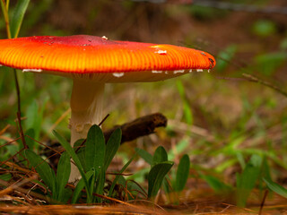 Amanita Muscaria. Red poisonous Fly Agaric mushroom in forest 