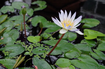 lily pad lotus flower pond
