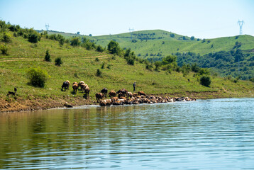 a herd of cows crossing a river