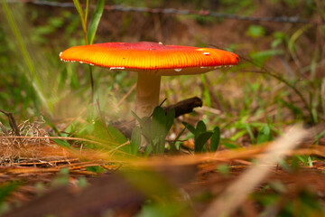Amanita Muscaria. Red poisonous Fly Agaric mushroom in forest 