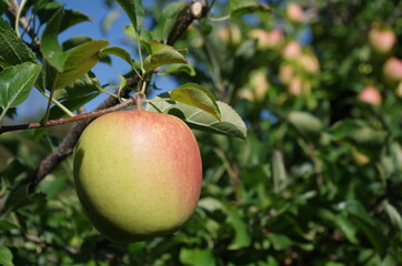apple fruit autumn tree branch