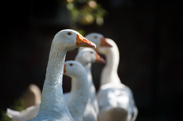 portrait of a goose