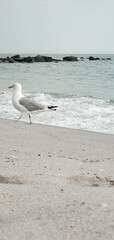 Bird seagulls sitting by the beach. Wild seagull with natural soft blue background. View of the sea, ocean. Rockaway Beach, New York.