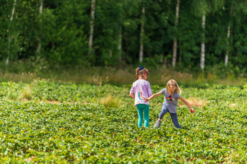 Fototapeta premium Two little girls picking fresh farm raspberries in field in Sevenoaks, Kent