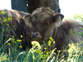 Scottish highlander calf lies in the shade on a warm day.