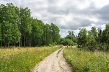 Fototapeta na wymiar Walkway rural trail or road in forest. A path with green trees and shrubs growing along the edges. Summer cloudy day in the forest. 