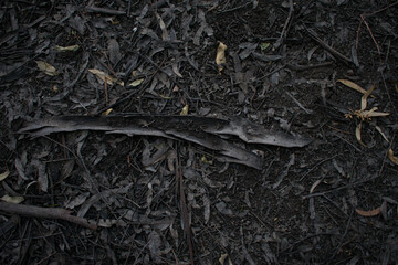 Ramas y hojas del suelo