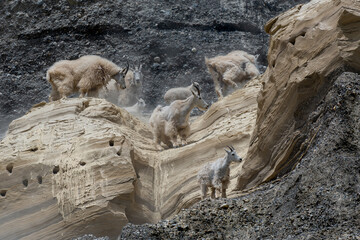 Rocky mountain goat on the rocks ands stones in Banff National Park Canada