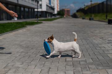 Woman throws blue flying plastic disc to Jack Russell Terrier outdoors. Funny playful little dog...