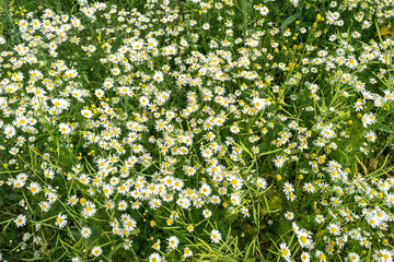 White daisies and chamomiles. Wild flowers field background. Green meadows covered with beautiful flowers on a summer day.