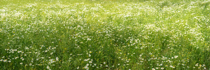 Obraz na płótnie Canvas White daisies and chamomiles. Wild flowers field background. Green meadows covered with beautiful flowers on a summer day. Header.