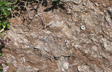 Detail of accumulations of fossil remains belonging to organisms with external skeletons of calcium...