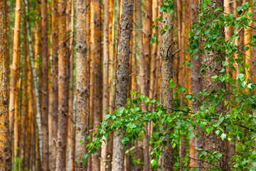 Pine trunks of trees in a dense forest. Birch branch close-up. Green leaves. Copy space.