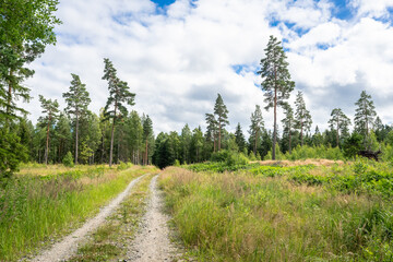 Obraz premium Walkway rural trail or road in forest. A path with green trees and shrubs growing along the edges. Summer cloudy day in the forest. 