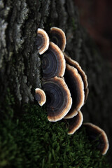 Schmetterlingstramete