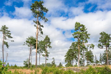 Beautiful tall slender pines against the blue sky. Huge crowns of green coniferous trees are directed to the sky with white clouds. Typical Scandinavian landscape on a sunny summer day.