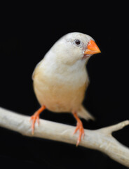 Zebra finch bird closeup.