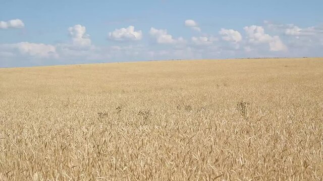 Wheat field and blue sky with white clouds on a summer day. High quality FullHD footage