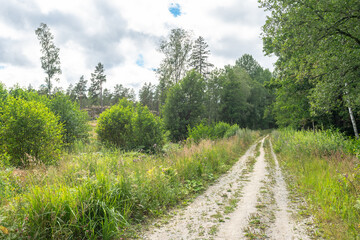 Fototapeta na wymiar Walkway rural trail or road in forest. A path with green trees and shrubs growing along the edges. Summer cloudy day in the forest. 