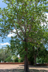 tree in the park
