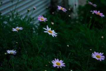 Flores