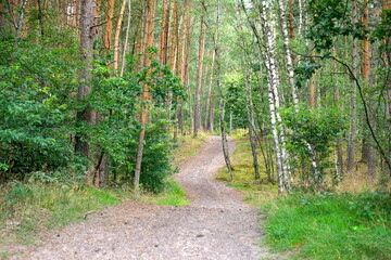 Wanderweg durch einen Wald mit Birke und Kiefer in der Senne zwischen Schloß Holte - Stukenbrock und Hövelhof