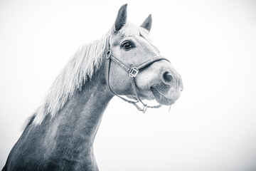 white horse portrait