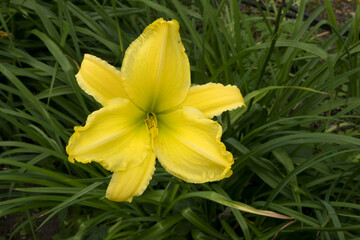 Yellow lily flower against a green grass background.