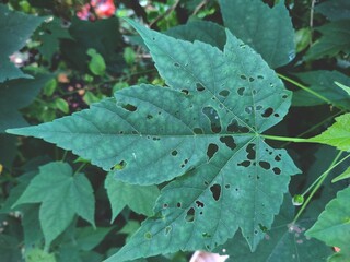 autumn leaves in the rain