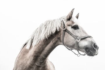 portrait of a white horse