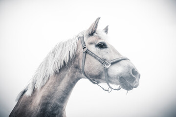 white horse portrait