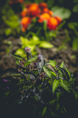 green leaves and water