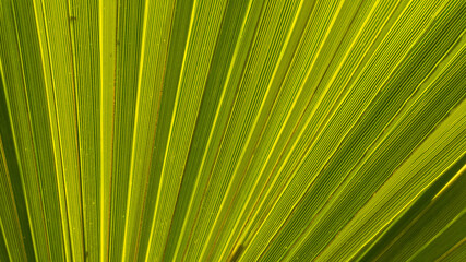 bright branch of a palm tree with a beautiful texture