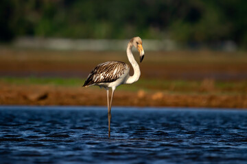 Greater Flamingo Juvenile during a winter migration visit to Kerala State in India.