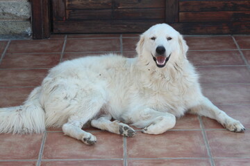 Shepherd dog,the Maremmano or Abruzzese white patrol dog lie down on the grass in the afternoon,An Italian shepherd dog is guarding a sheep flock,this kind of dogs are have gentle facial expressions.