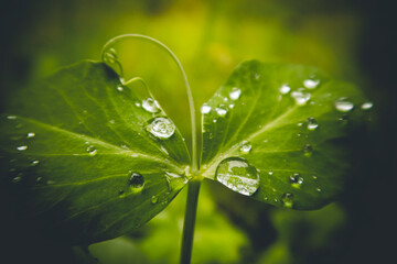 Fototapeta premium dew on leaf