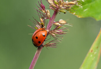 Close-up of ladybug