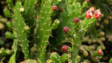 flowering cactus bush with delicious sweet fruits