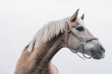 Isolated Horse portrait close up on white background