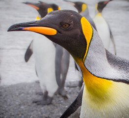 King penguin close up in left profile