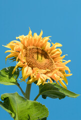Beautiful sunflower on the field against the blue sky