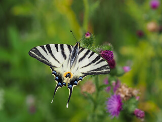 Sail swallowtail butterfly sitting on thistle blossom