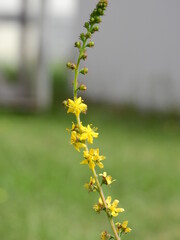 Délice d'abeille